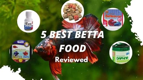 5 Best Food For Betta Fish [2023]: Review