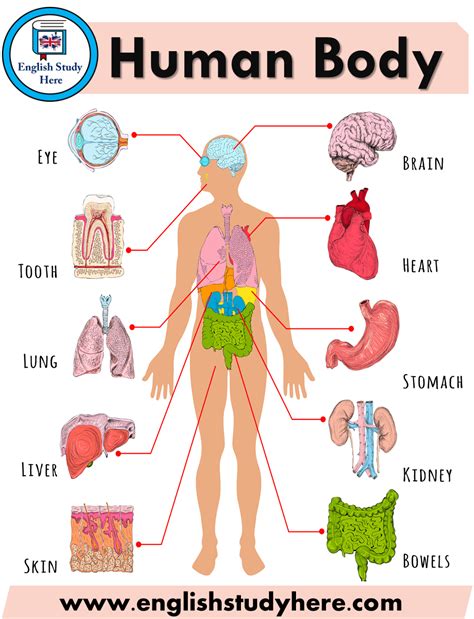 Human Body Parts Name With Picture Pdf