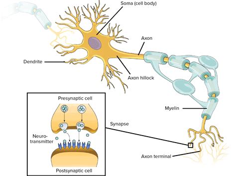 impulsul nervos se transmite prin neuron de la