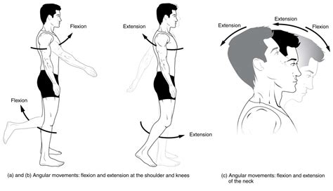 Movimientos anatómicos del Cuerpo Humano | Company Pride