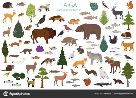 Taiga Biome Boreal Snow Forest Terrestrial Ecosystem World Map Animals ...