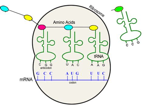 Transcription & Translation