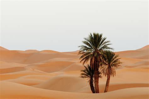 New Study Found Sahara Desert is Dotted With Trees. Is it Enough to ...