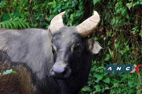 Kalibasib, the last captive-bred Philippine tamaraw, dies at 21 | ABS ...