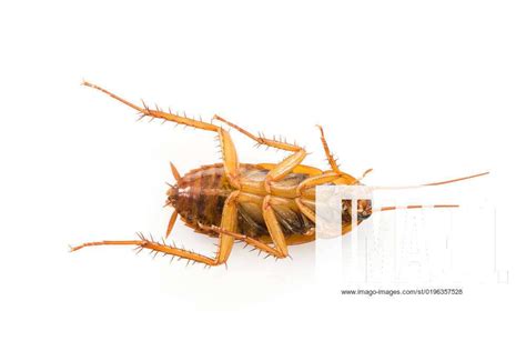 Close up dead cockroach isolated on white background , 22694536 ...