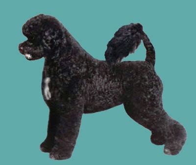 Portuguese Water Dog Retriever Trim Grooming