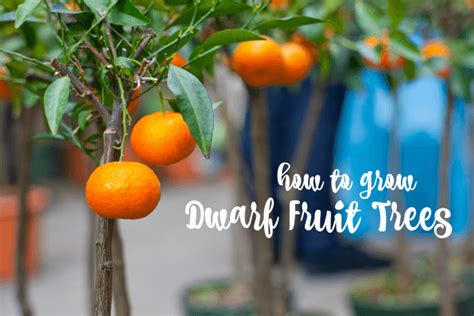 how to grow dwarf fruit trees • The Prairie Homestead