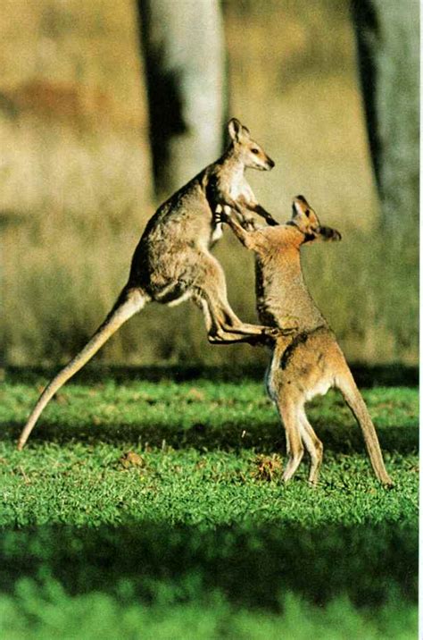 Encyclopedia: Kangaroo Running