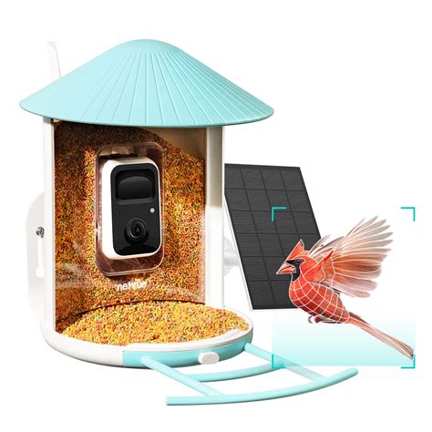 10 Best Bluebird Bird Feeders with Camera for Capturing Stunning ...