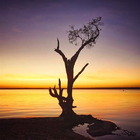 Sunrise tree silhouette at Boreen Point Photograph by Keiran Lusk ...