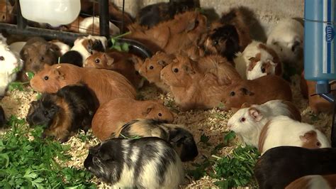 Chatsworth guinea pig rescue hopes for adoptions as rodent population ...