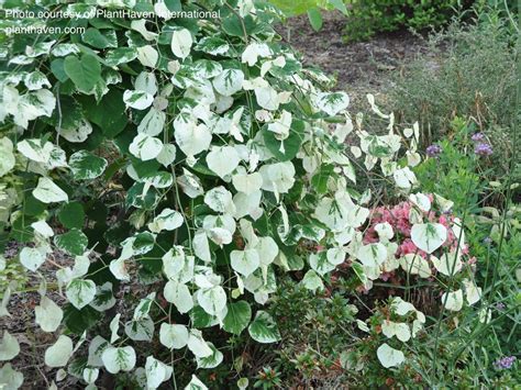 Buy Cercis canadensis 'Whitewater' Weeping Redbud Tree – Mr Maple │ Buy ...