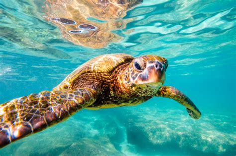 How Travelers Can Support Sea Turtle Conservation - Elevate Destinations