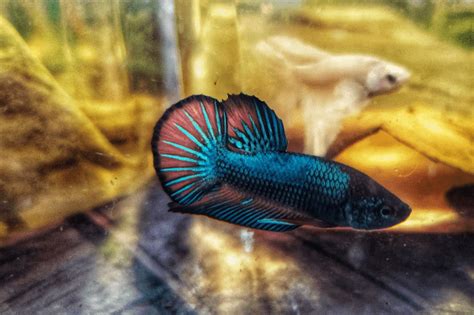 Dropsy Betta - bettafishlife.com