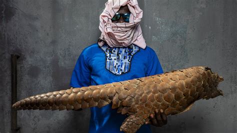 Giant Pangolin