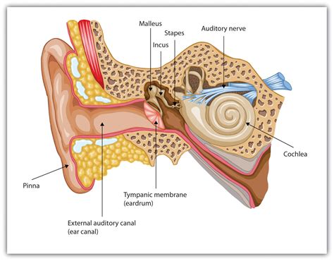 Ear Ossicles; Auditory Ossicles