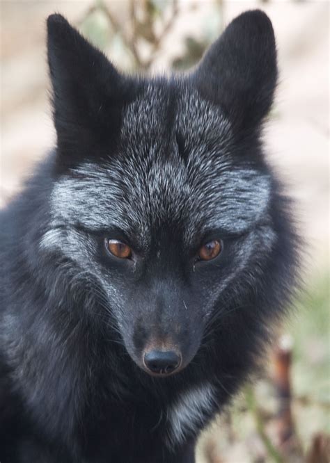 black foxes - Google Search Animals And Pets, Funny Animals, Strange ...