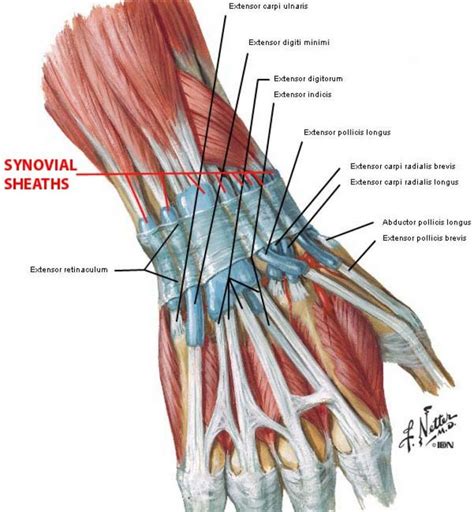 Hand Muscles Anatomy