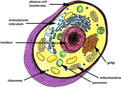 Lysosomes Functions | Definition | Structure | Diagram | Science cells ...