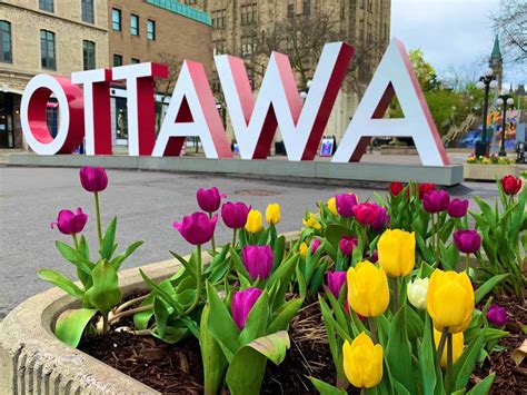 Guide to the Canadian Tulip Festival in Ottawa • Tapped Out Travellers