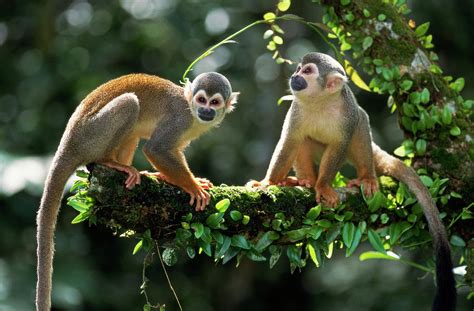 South American Squirrel Monkey Saimiri Photograph by Thomas Marent