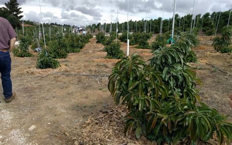 pruning avocado trees in south africa - Perry Yoo