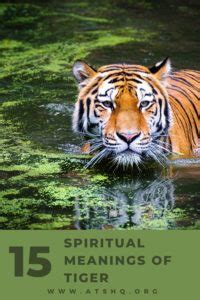 Tiger Symbolism: 15 Spiritual Meanings Of Tiger