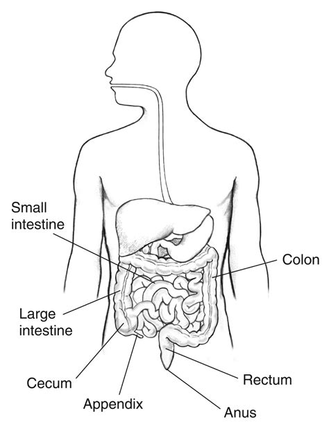 Definition & Facts of Intestinal Pseudo-obstruction - NIDDK