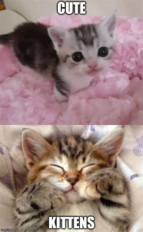 kitten memes - Cute Kittens Photo (41532002) - Fanpop