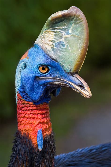 Cassowary