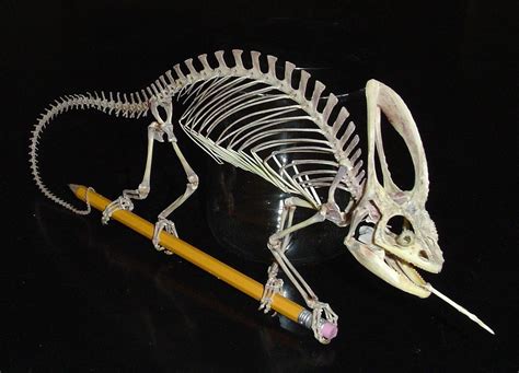 the skeleton of a veiled chameleon clasping a wooden pencil, as if it ...