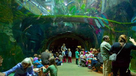 California Academy of Sciences, San Francisco, CA - California Beaches