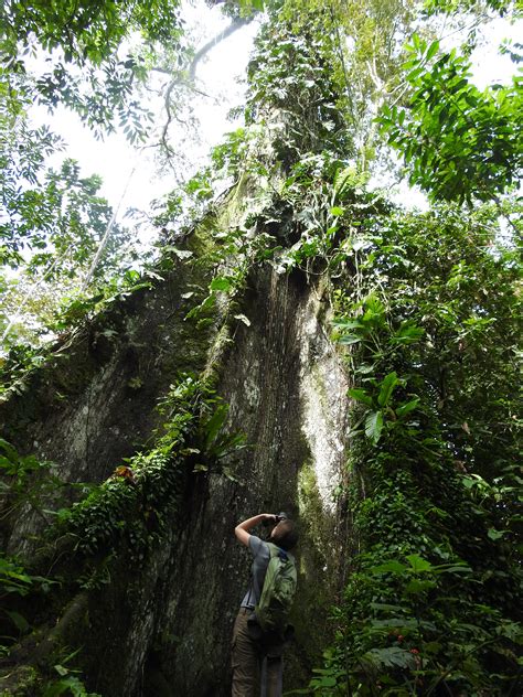 Yasuni Amazon Rainforest – Birdwatching – Ecuador Birding