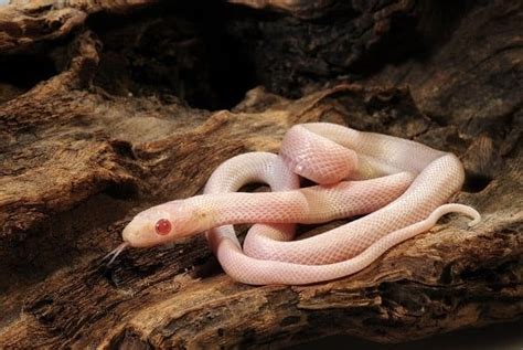 Albino Corn Snake Care Sheet: Diet, Habitat, & More for Beginners