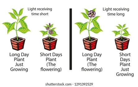 689개의 Short day plant growing 이미지, 스톡 사진, 3D 오브젝트, 벡터 | Shutterstock