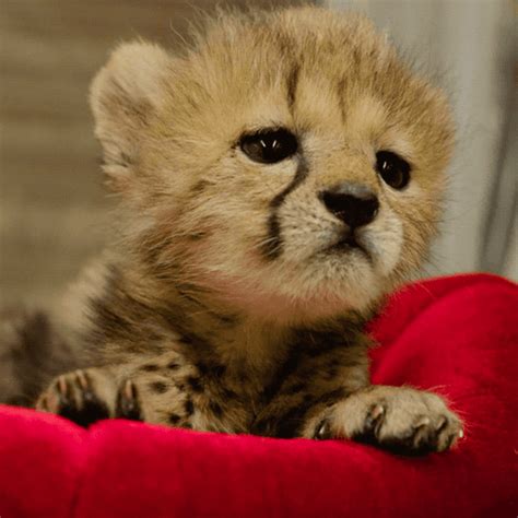 I Just Learned That Cheetahs Don't Roar, They MEOW Like Your Dang House Cat