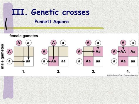 Trihybrid Cross Aabbcc X Aabbcc Punnett Square - Punnett Square ...