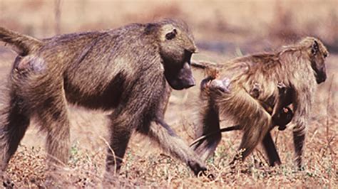 Murder in the Troop | Inside Chacma Baboon Society | Nature | PBS