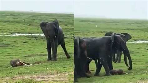 Herd celebrates as elephant gives birth in Kenya’s Masai Mara ...