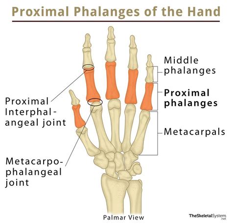 Phalanges Definition Anatomy - Anatomical Charts & Posters