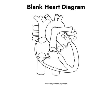 Blank Heart Diagram – Free-printable-paper.com