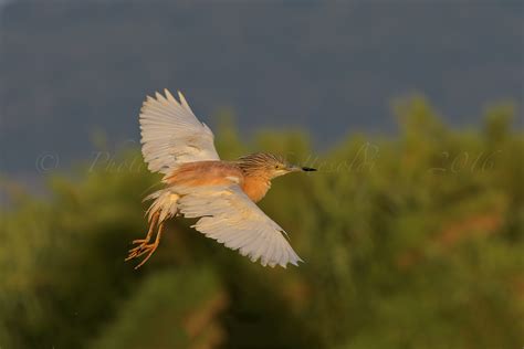 Volo via !! | JuzaPhoto