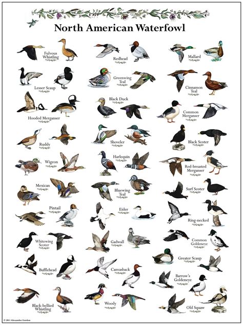 Texas Duck Identification Chart