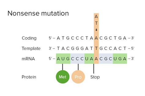 Describe Three Ways Mutations Can Occur