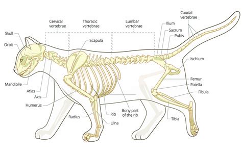 Bones of the Cat-All About The Cat's Skeleton - Cat-World