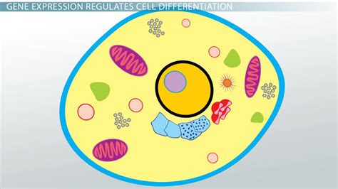 Cell Differentiation Definition, Process & Examples - Video & Lesson ...