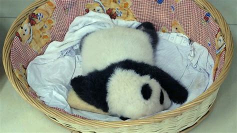 Baby Pandas Sleeping