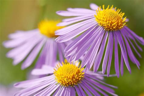 Aster Flower Meaning, Symbolism, Popular Types, and Uses - Petal Republic