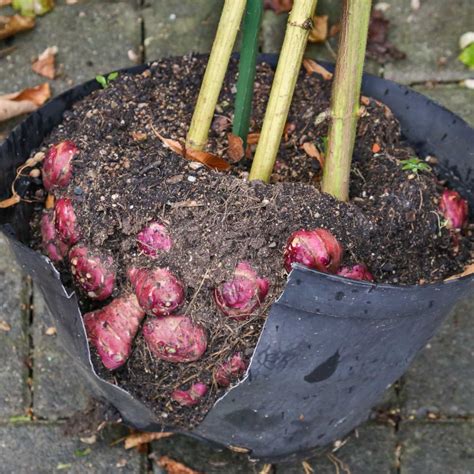 Jerusalem artichoke - planting, growing and harvesting