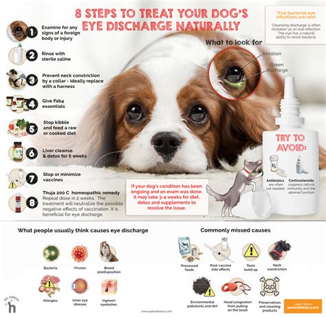 Dog Eye Infection: Home Remedy & Identification of Eye Discharge - Petsynse